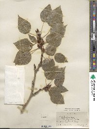 Image of Populus laurifolia