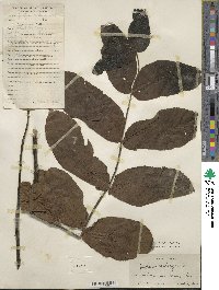 Juglans mandshurica image