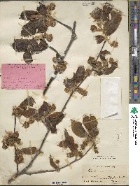 Fagus orientalis image