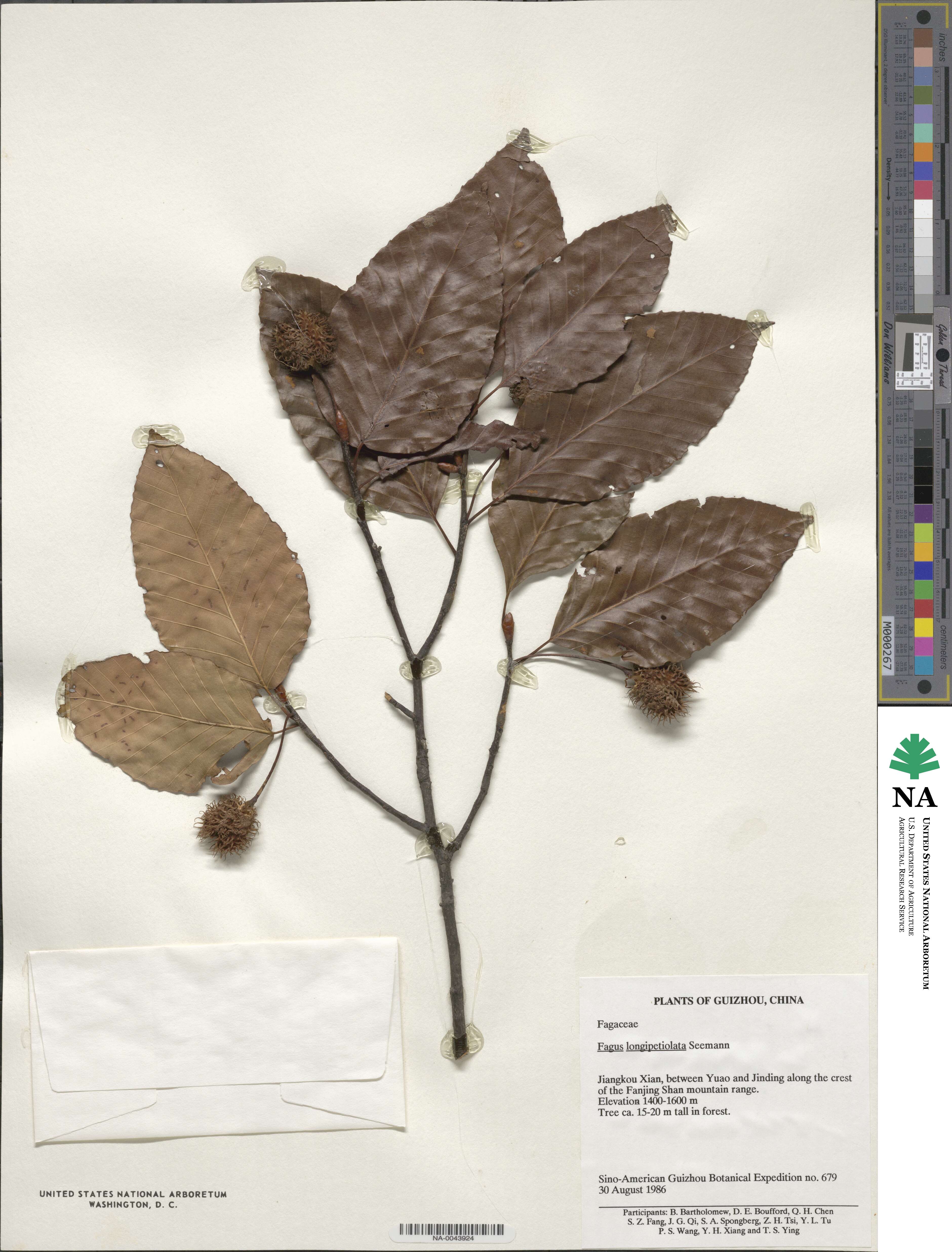 Fagus sinensis image