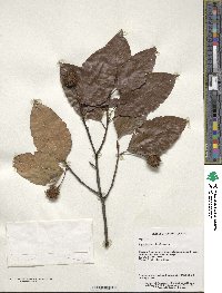 Fagus sinensis image