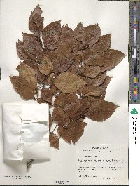 Fagus crenata image