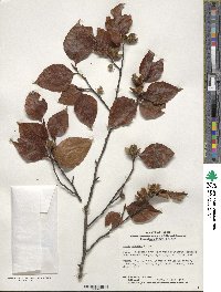 Fagus crenata image