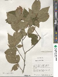 Image of Fagus japonica