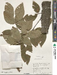 Fagus japonica image