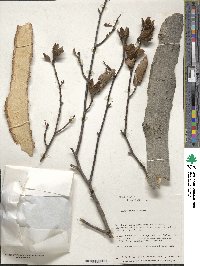 Fagus crenata image