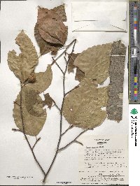 Fagus crenata image