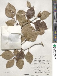 Fagus crenata image