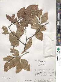 Fagus crenata image