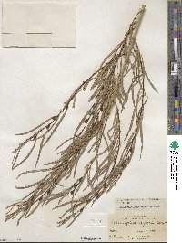 Salix gracilior image