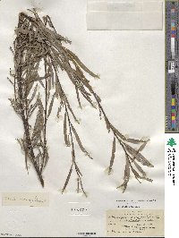 Salix mongolica image