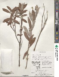 Salix gracilistyla image