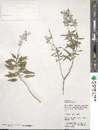 Salvia farinacea image