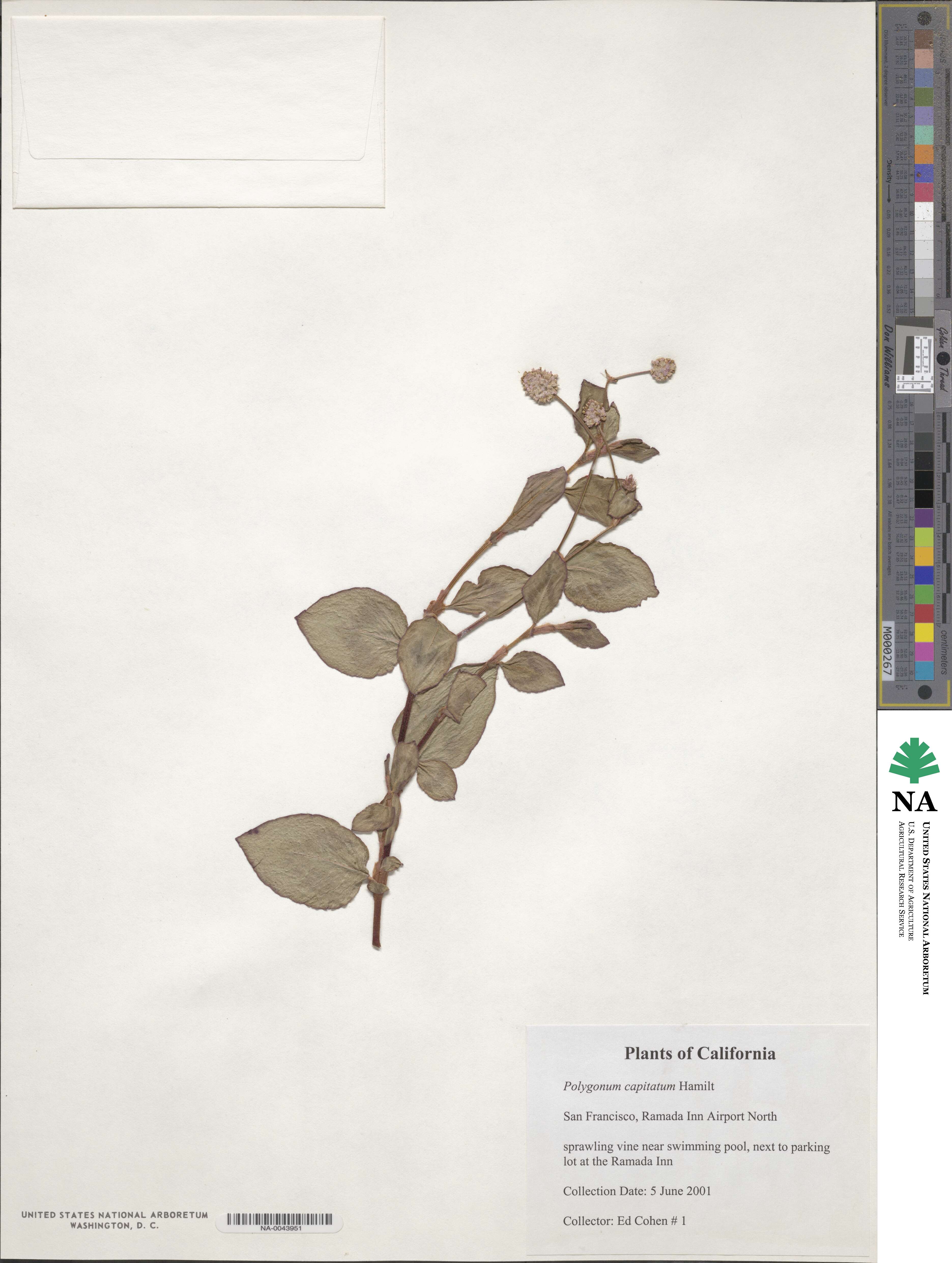 Polygonum capitatum image