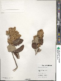 Ceanothus velutinus image