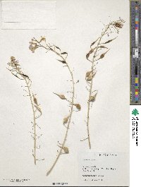 Raphanus sativus image