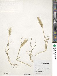 Hordeum murinum image