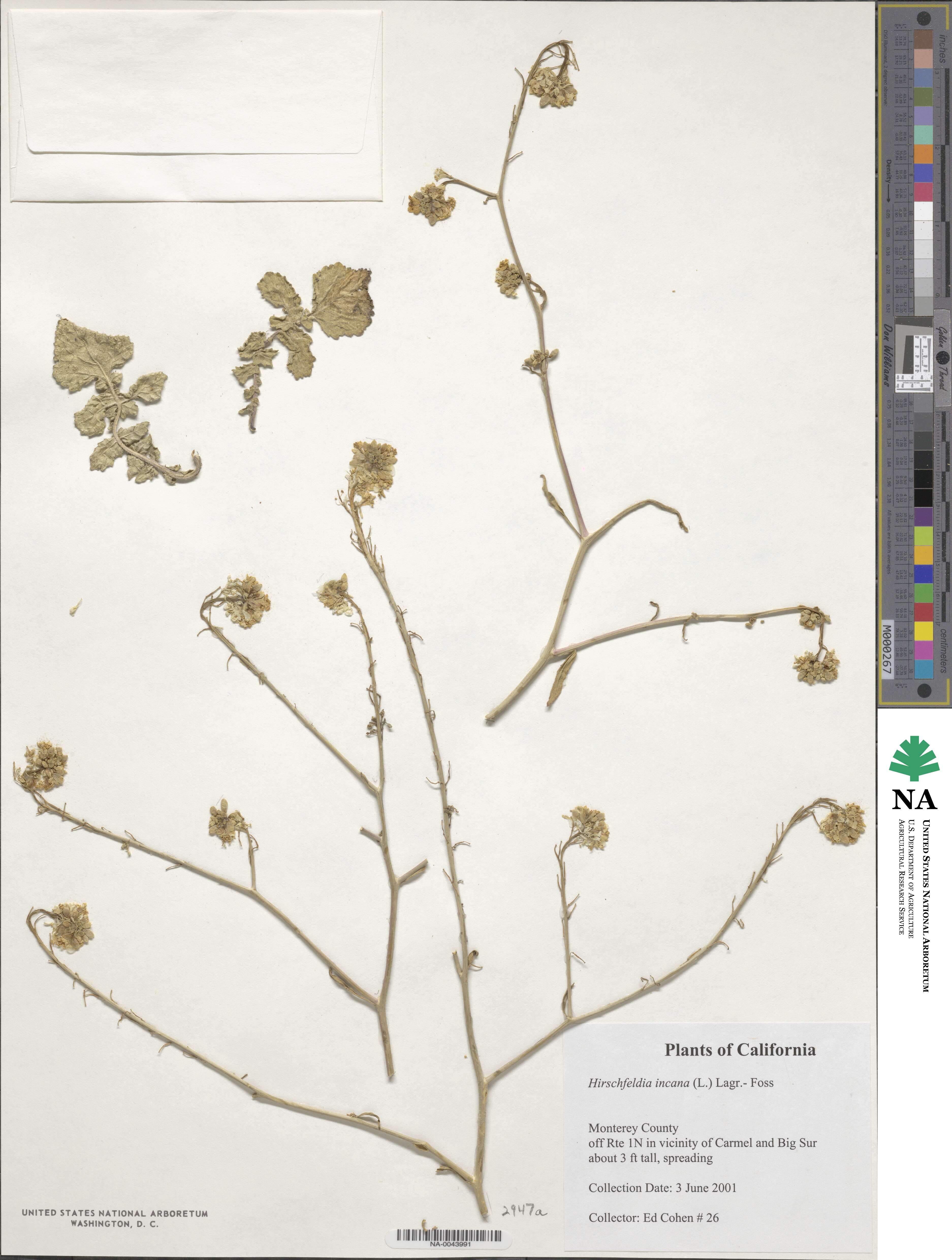 Hirschfeldia incana image