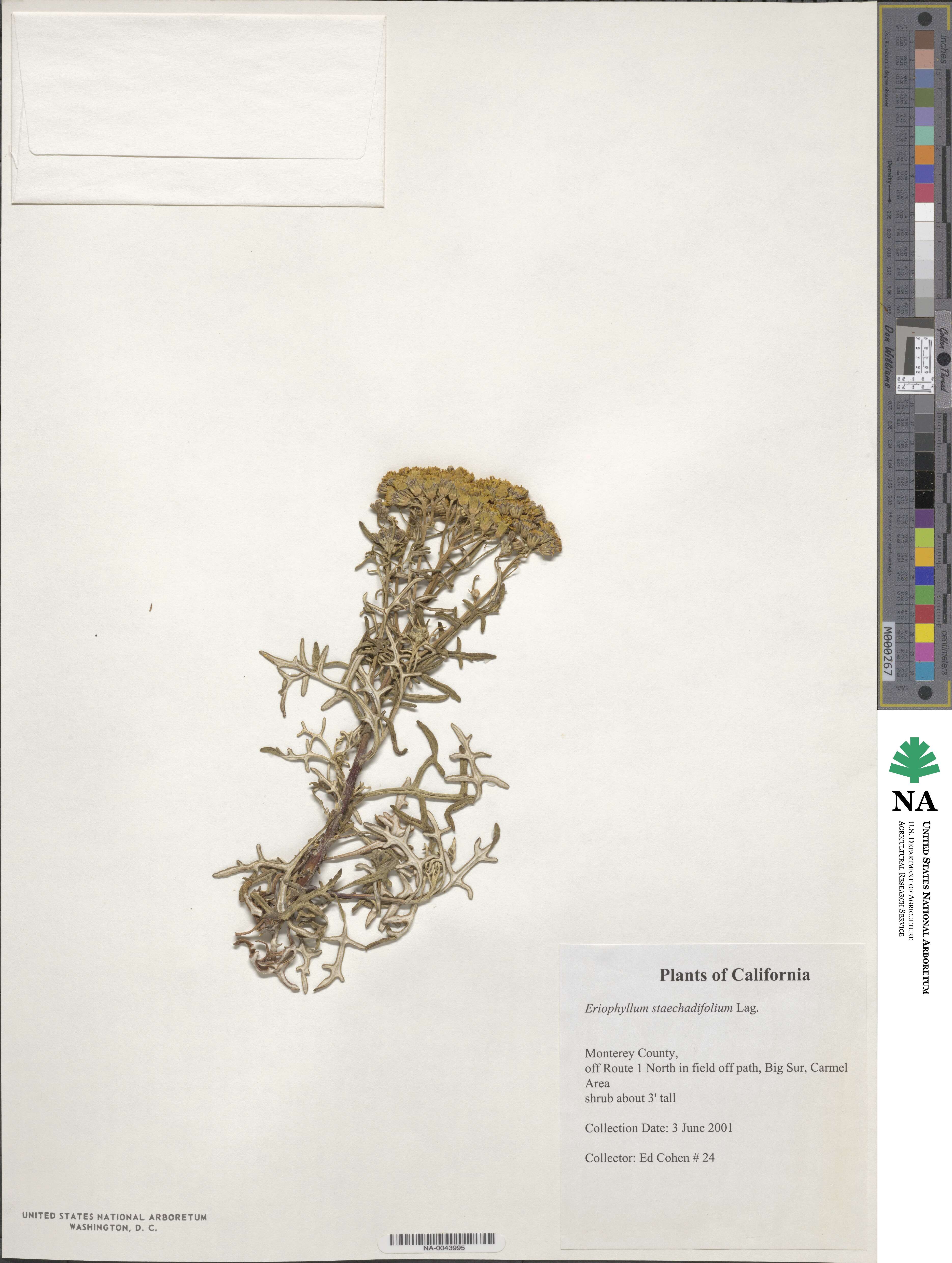 Eriophyllum staechadifolium image