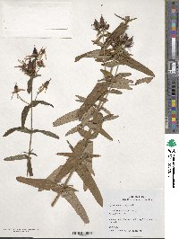 Hypericum monogynum image