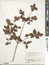 Rhododendron kaempferi image