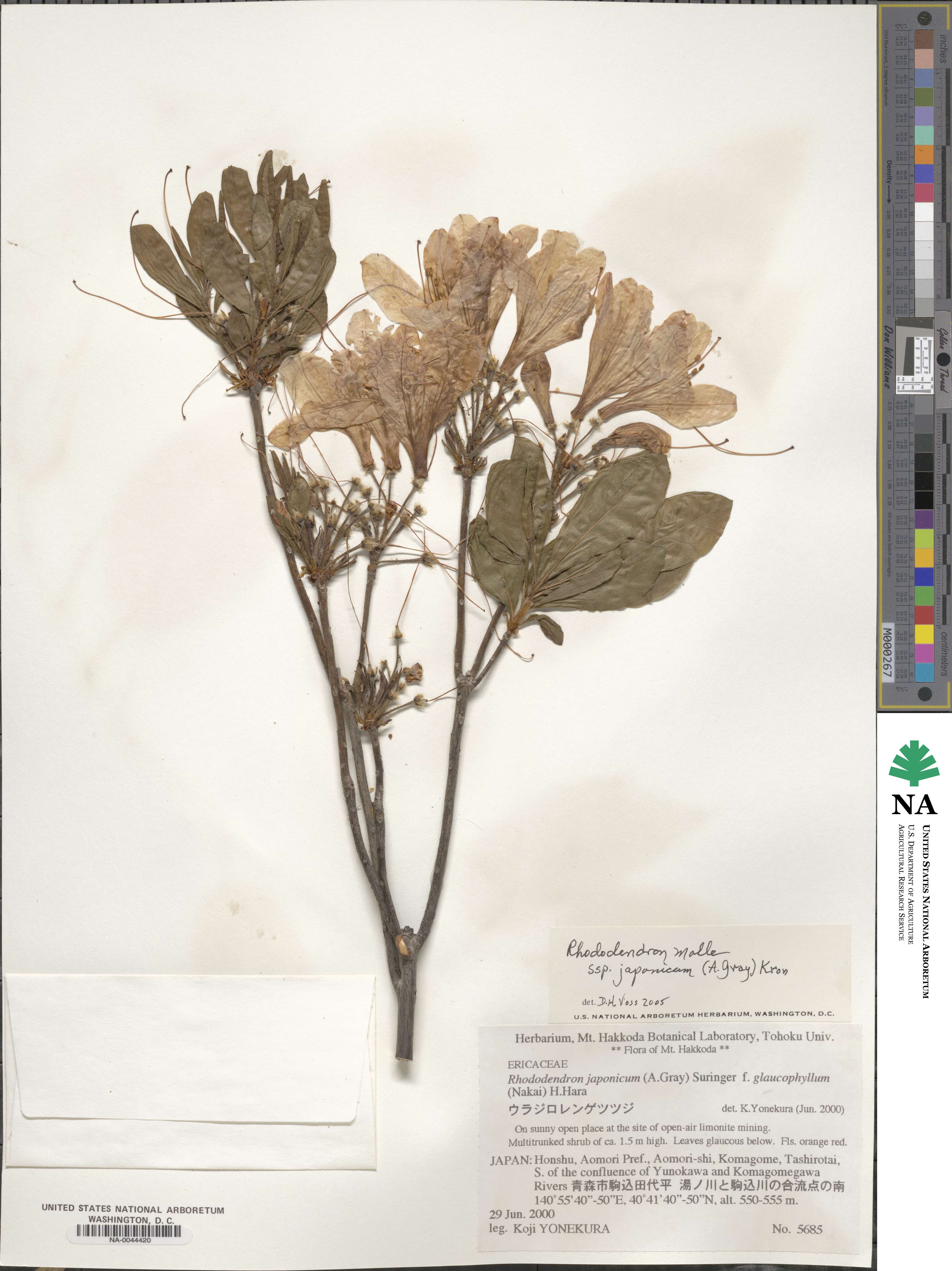 Rhododendron japonicum image