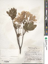 Rhododendron japonicum image