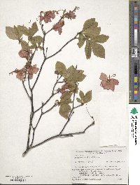 Rhododendron albrechtii image