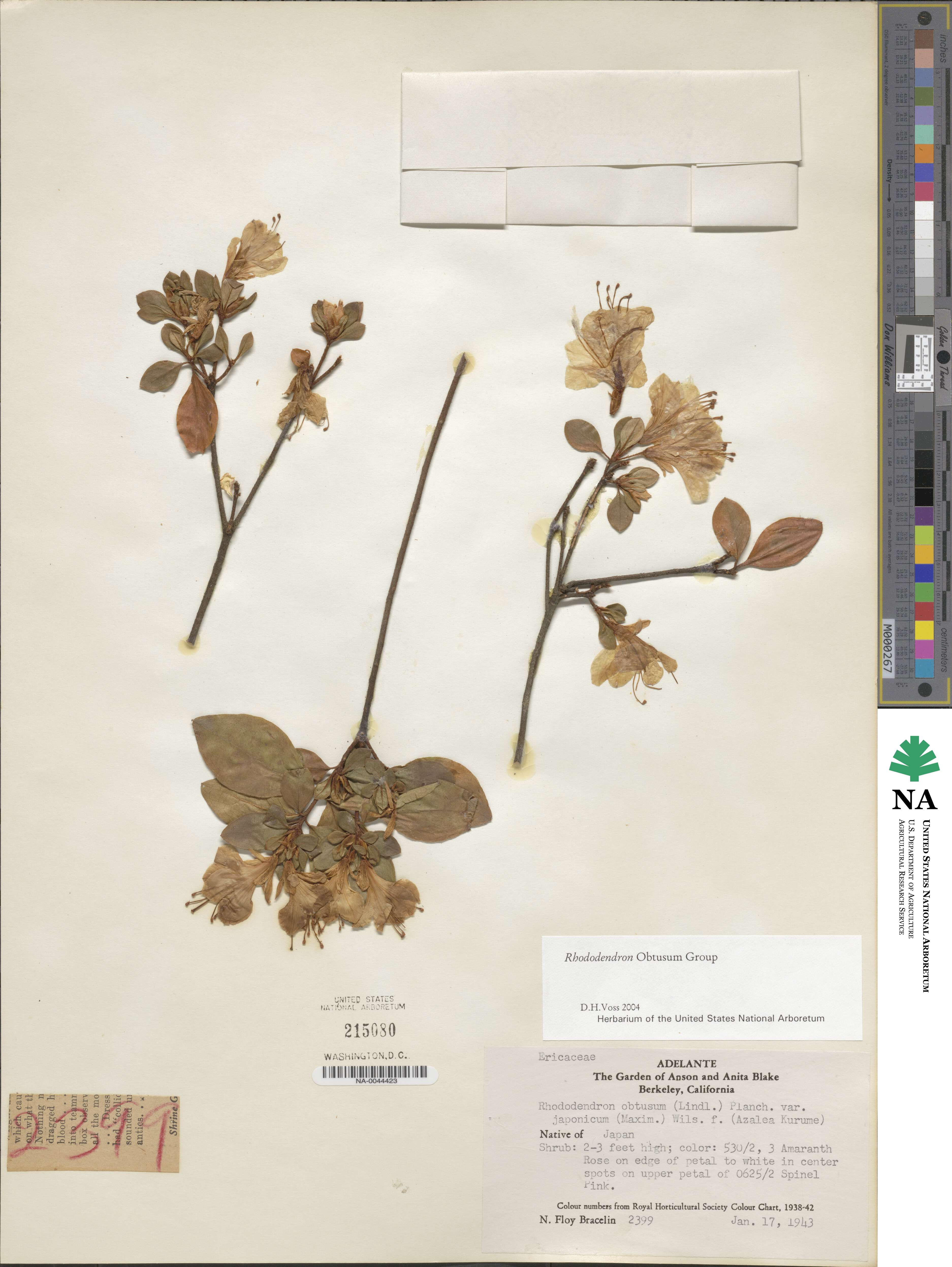 Rhododendron ponticum subsp. ponticum image