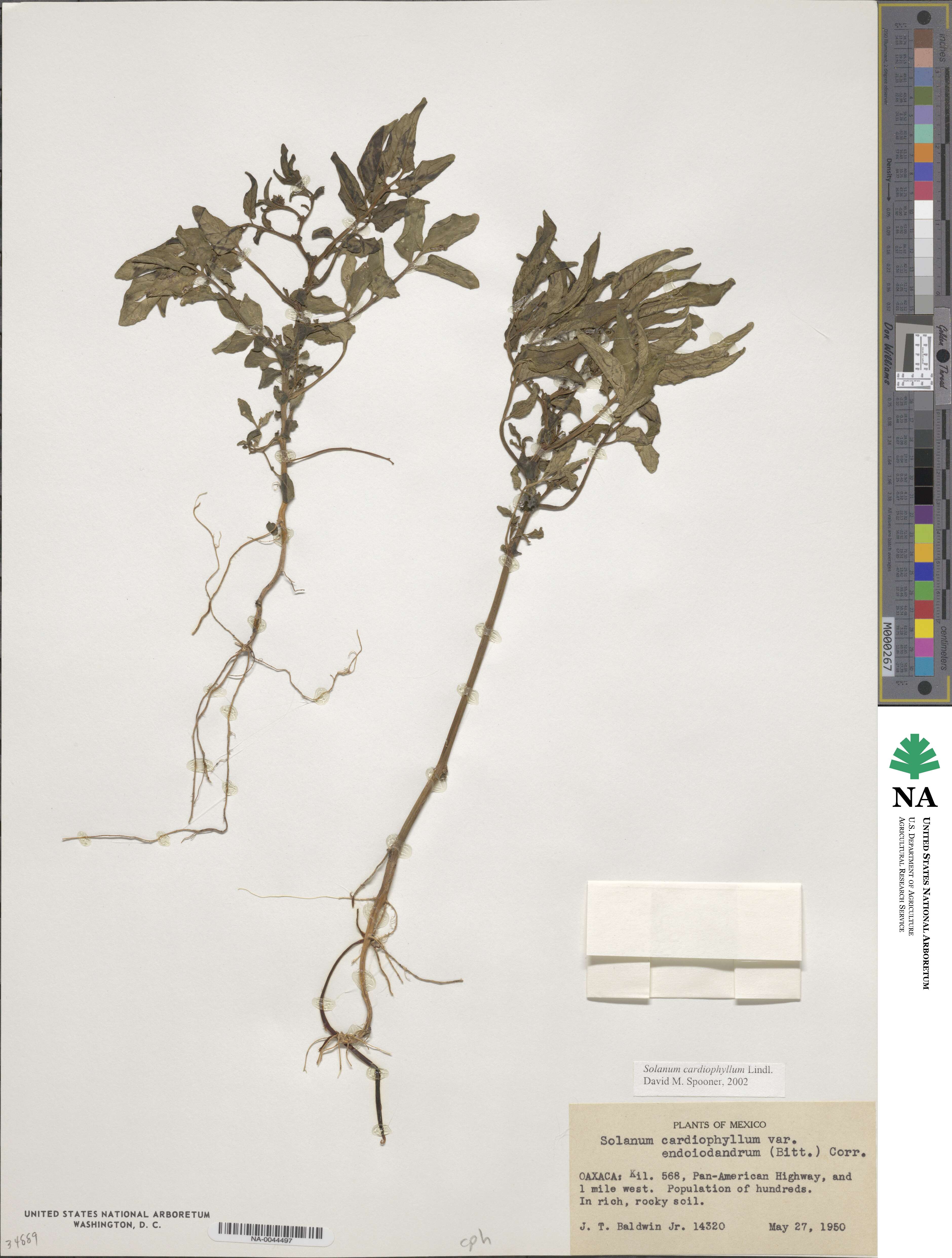 Solanum cardiophyllum image