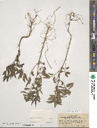 Solanum cardiophyllum image