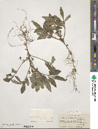 Solanum cardiophyllum image