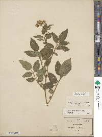 Solanum cardiophyllum image