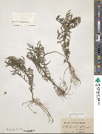 Solanum pinnatisectum image