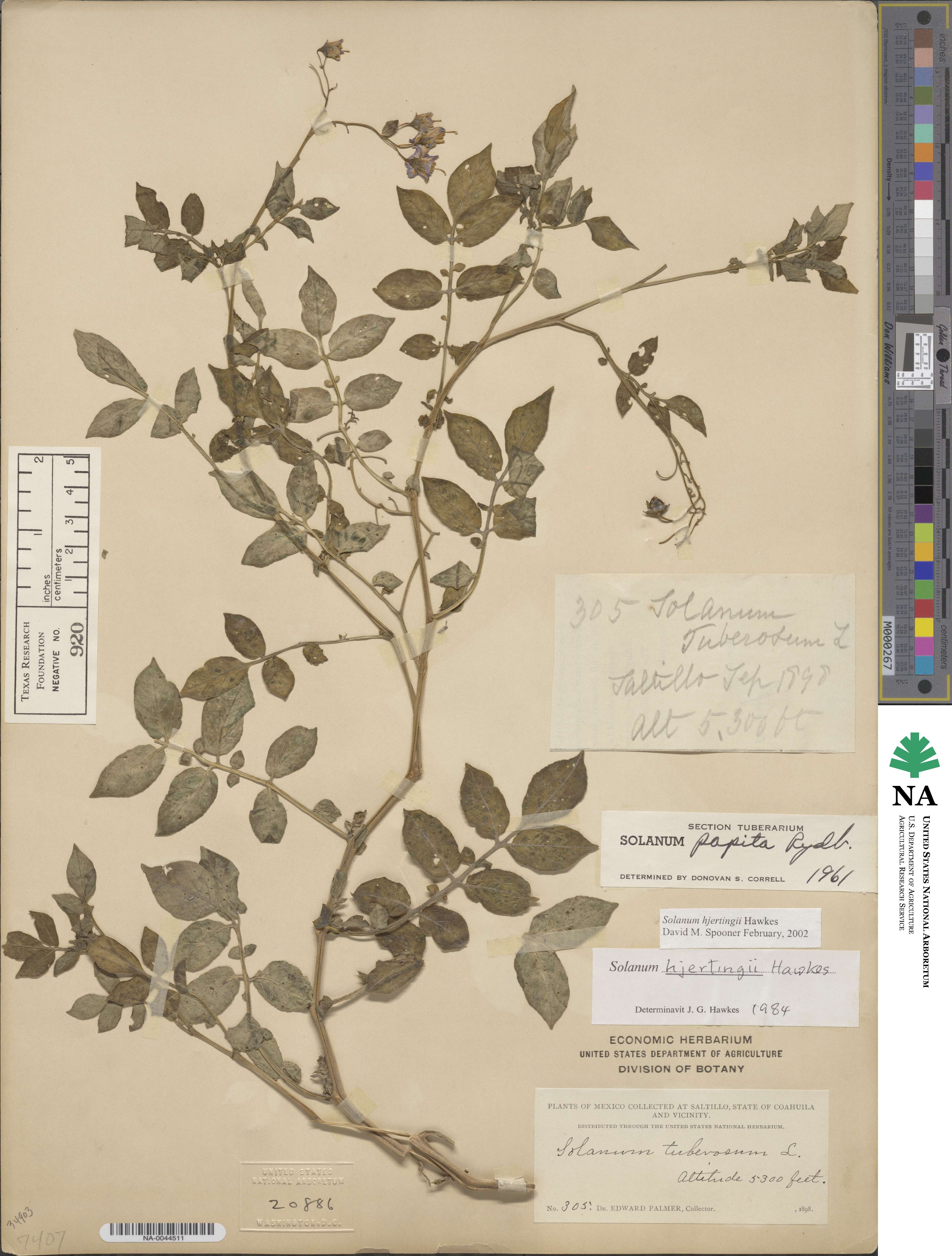 Solanum hjertingii image