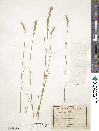 Poa compressa image