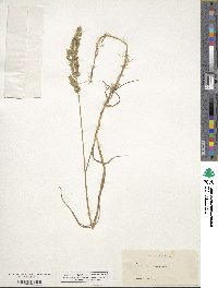 Poa compressa image