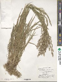 Poa nemoralis image