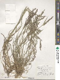 Poa nemoralis image