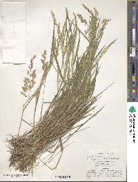 Poa nemoralis image