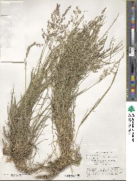 Poa nemoralis image