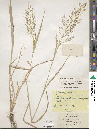 Poa nemoralis image