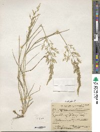 Poa nemoralis image