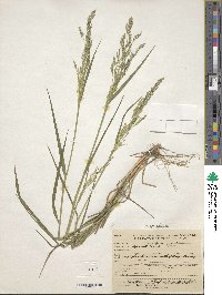 Poa nemoralis image