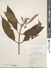 Callicarpa loureiri image