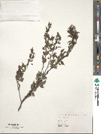 Ilex asprella image