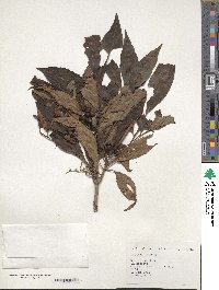 Ardisia crenata image