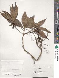 Ardisia crenata image