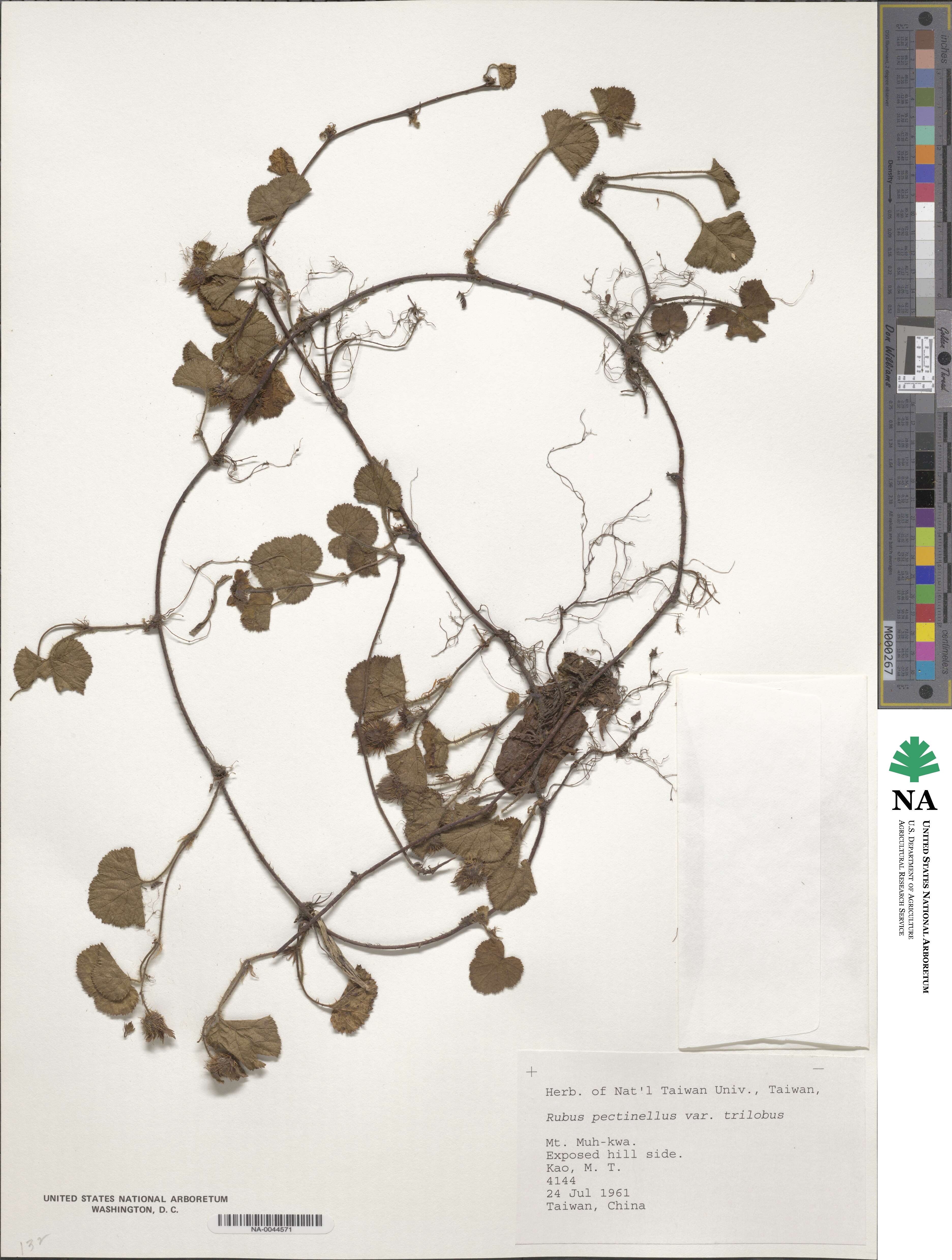 Rubus pectinellus image