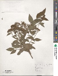 Spiraea japonica image